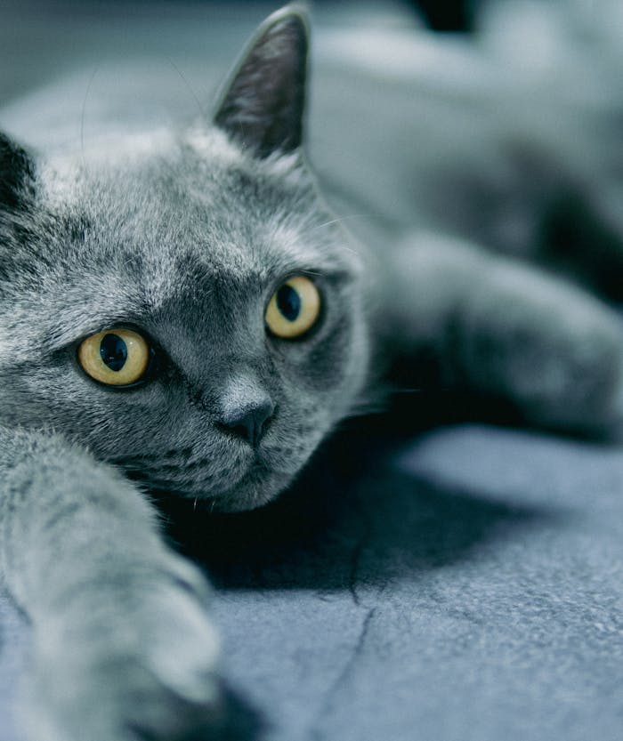 Close-up of a playful British Shorthair cat with striking amber eyes lying on the floor.